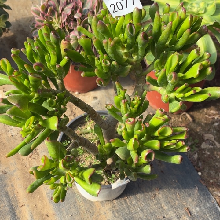 吸财树多肉法师2077