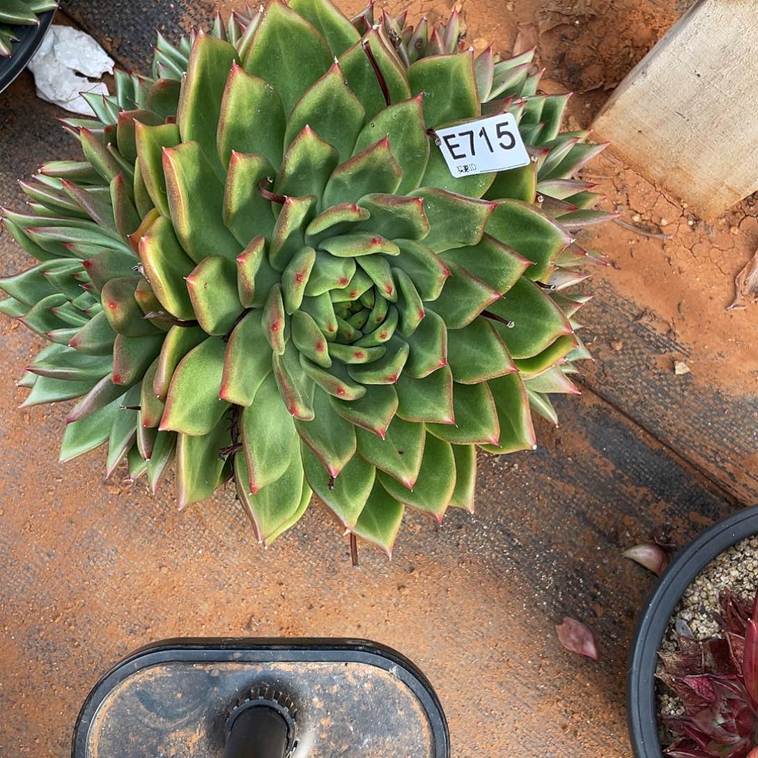 若如东云多肉单拍E715