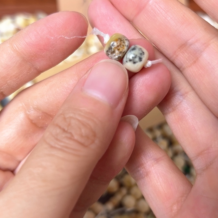 蜜蜡未镶嵌裸石8mm一对