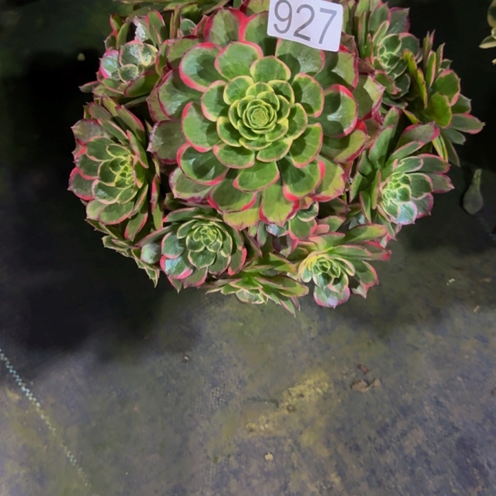 粉花妖92700000000