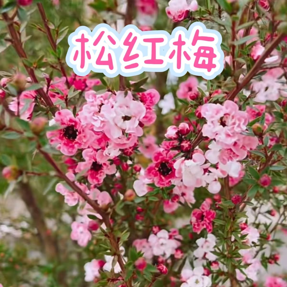 【澳洲松红梅】盆栽阳台窗台庭院绿植花卉室内好养