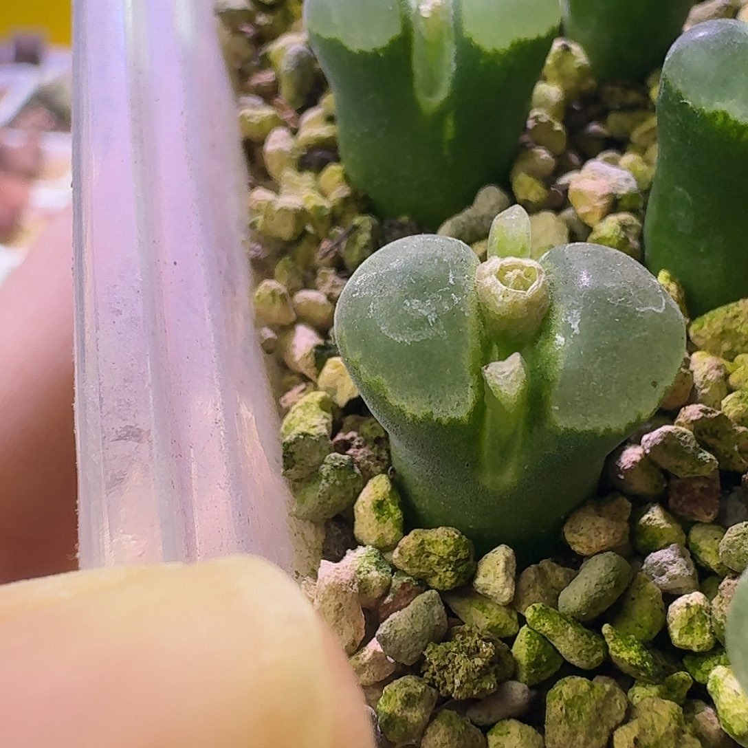 奶***栗1802.6风铃三年母本