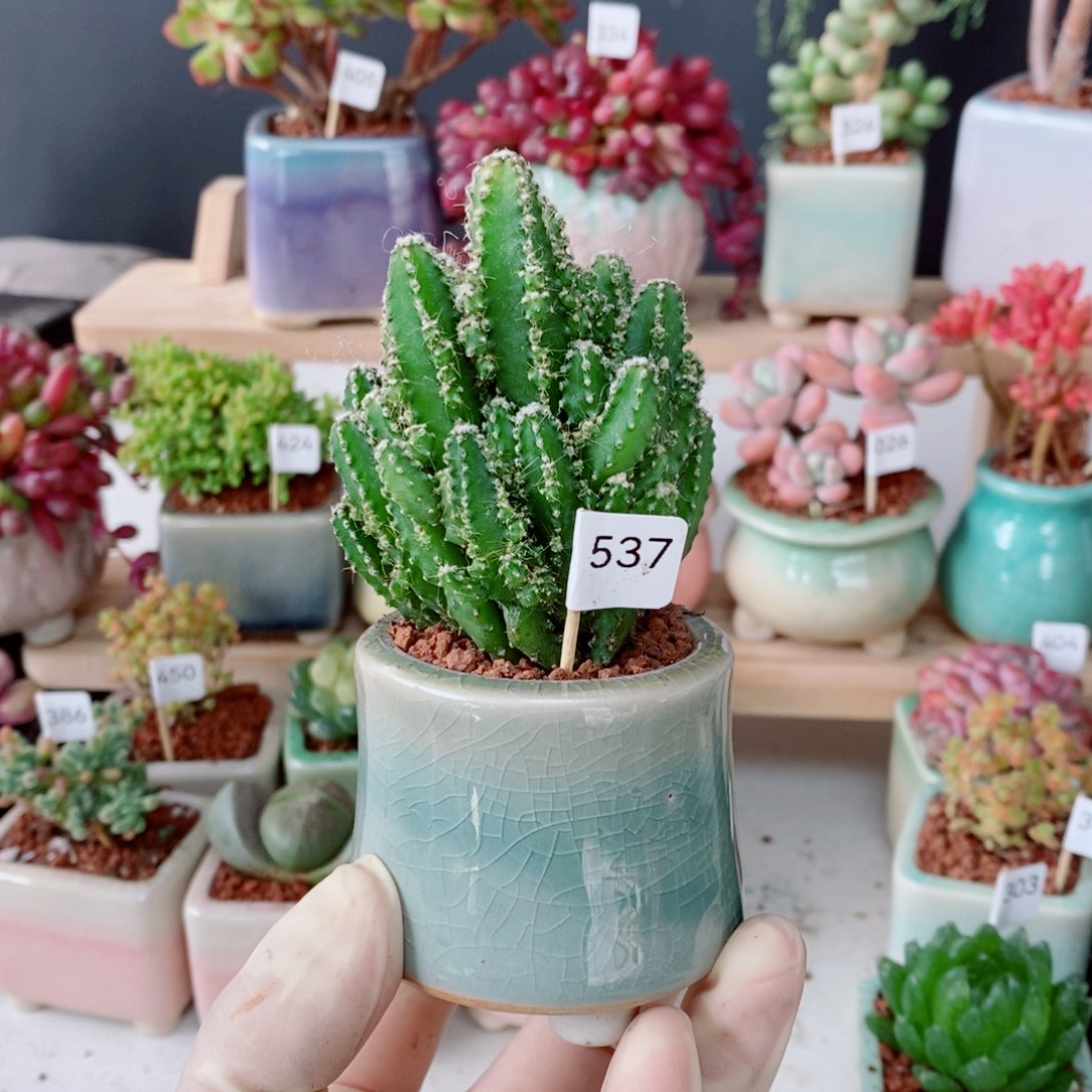 万重山537号肉肉肉肉