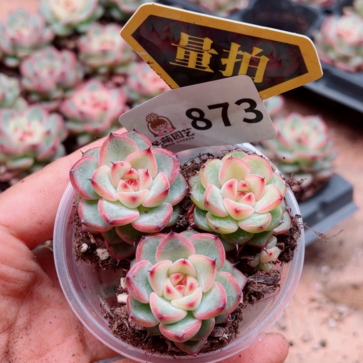 多肉植物多肉植物