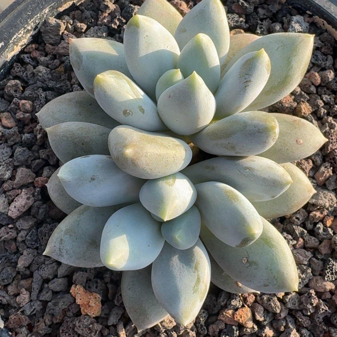 哥特。黄体。包正版