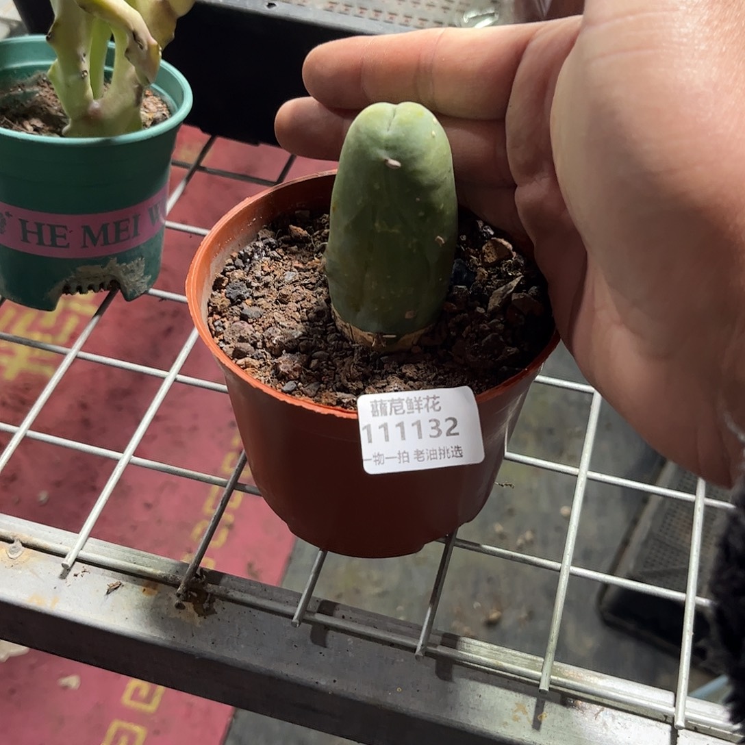 111132一物一拍单晨晨珠