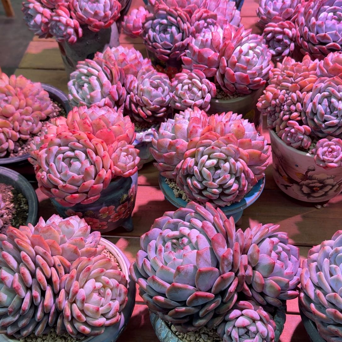 cyka橙梦露7颗脱土发货