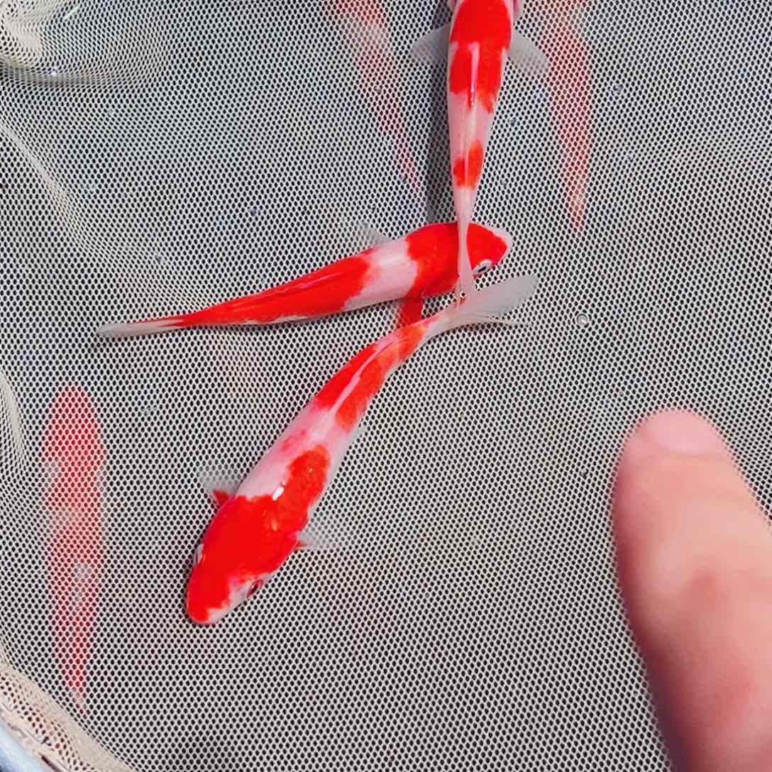 锦鲤锦鲤观赏鱼1111