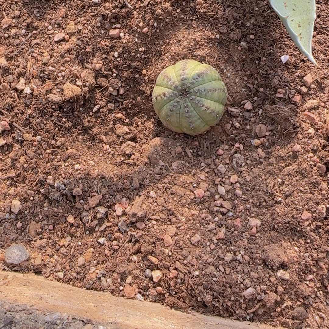 宝***熊块根植物块根植物块根