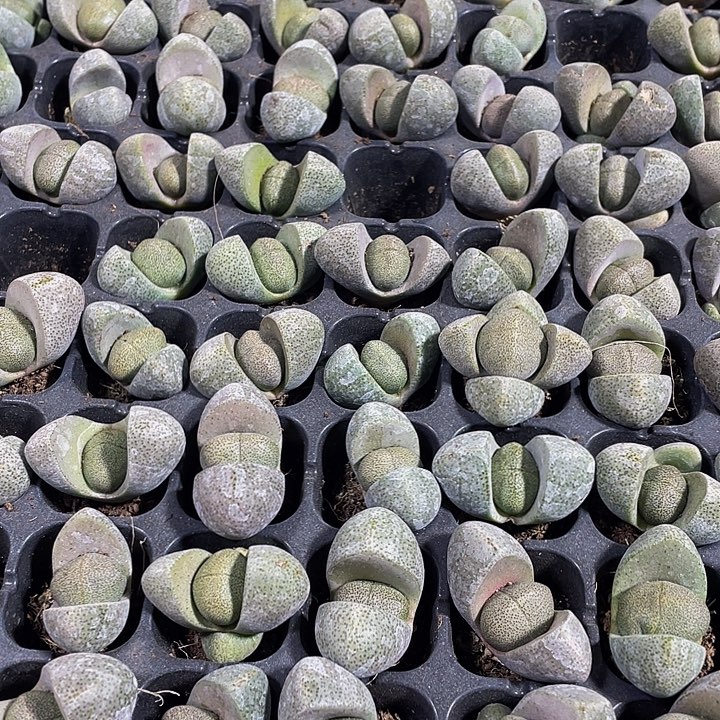 小元宝1元带土发货