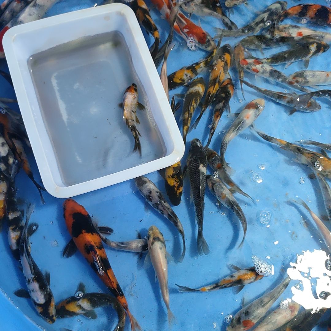 海水鱼红白大正昭和菲血白写