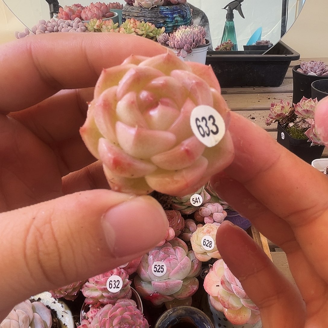 多肉植物一物一拍633