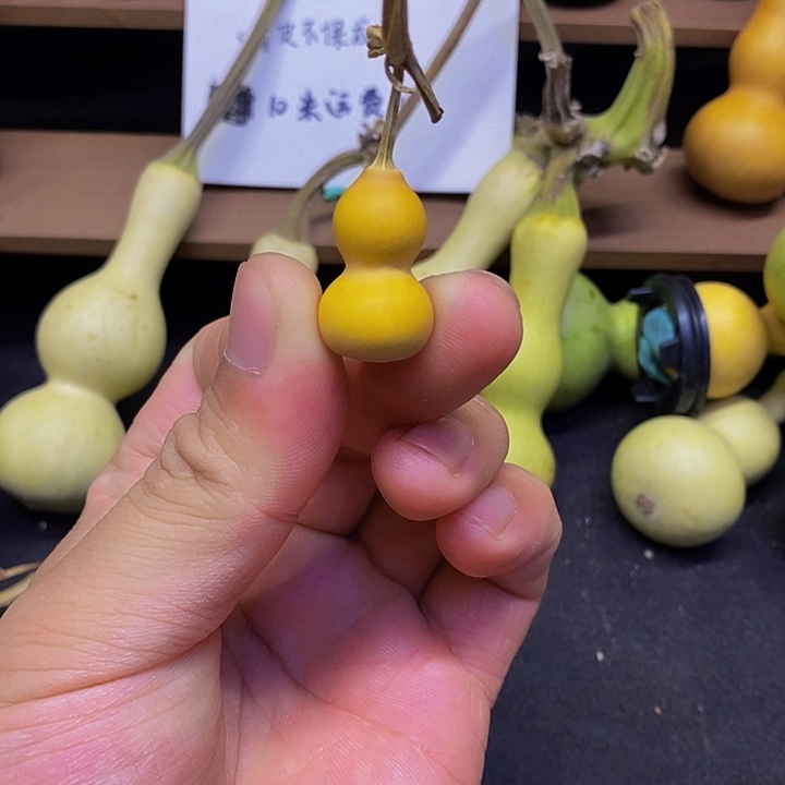 品****料长嘴哈哈哈哈哈哈哈哈哈哈恍恍惚惚我是来