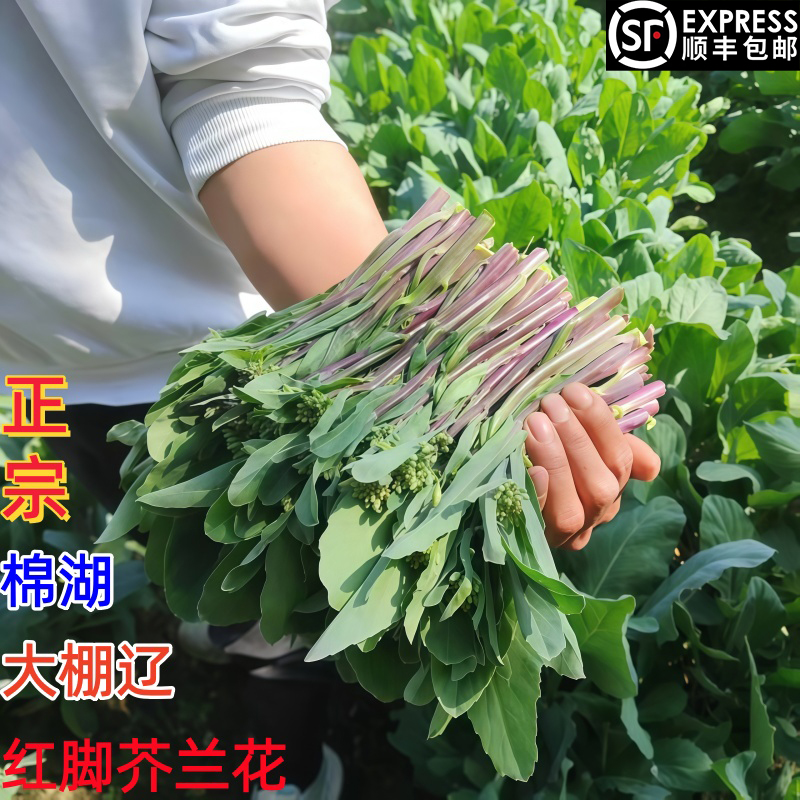 正宗棉湖芥兰大棚辽红脚芥兰花潮汕特产蔬菜青菜绿色健康食物