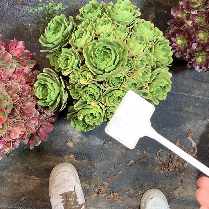 多肉多肉多肉五彩琉璃90