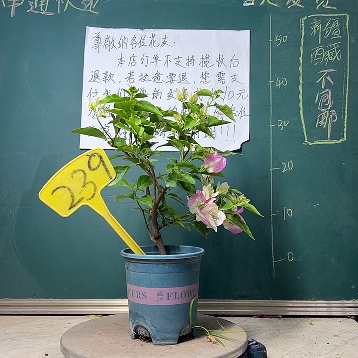 当前无花栽培后可以开花  口红  239