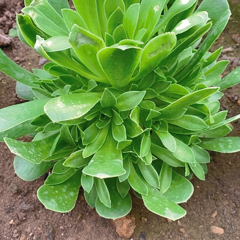 778阳光玫瑰多肉植物