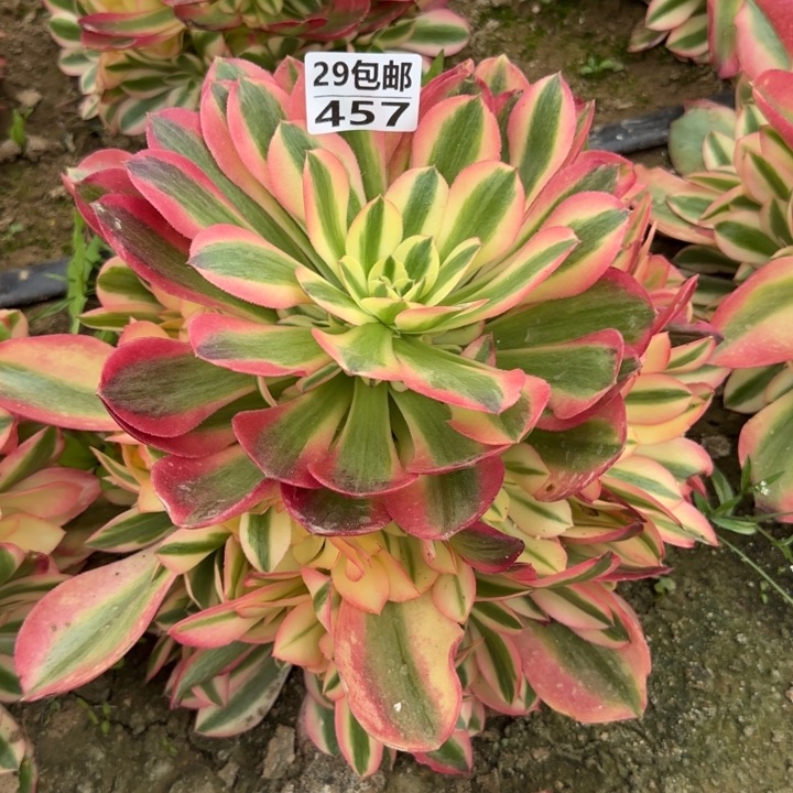 香妃……多肉植物……