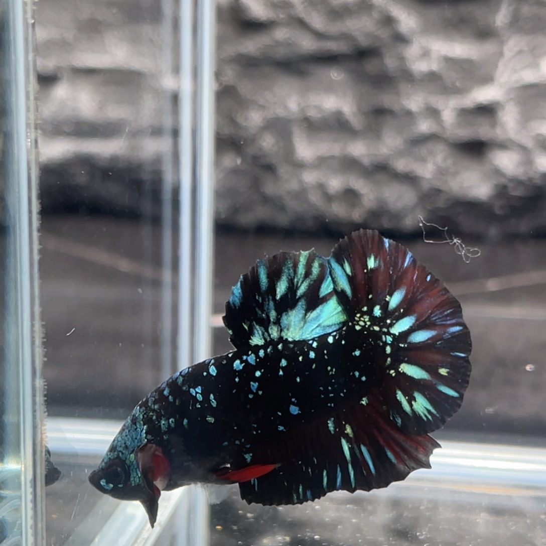 斗鱼暗黑碎星将军公