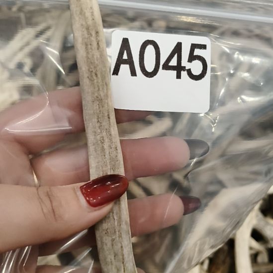 可***以鹿角鹿角鹿角鹿角鹿角