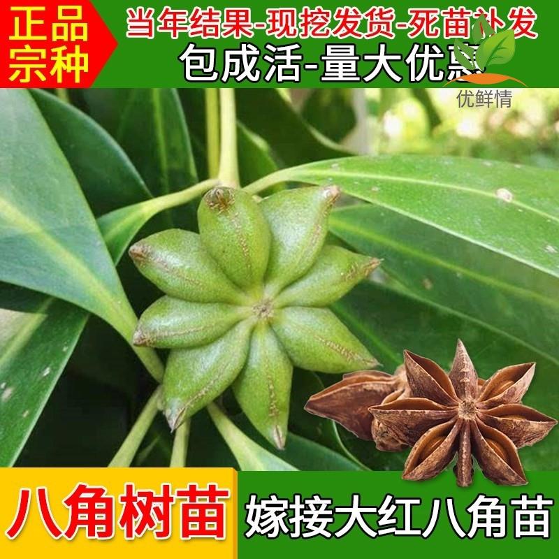 八角树树苗南北方庭院四季高产地栽种植食用大红茴香嫁接苗八角苗