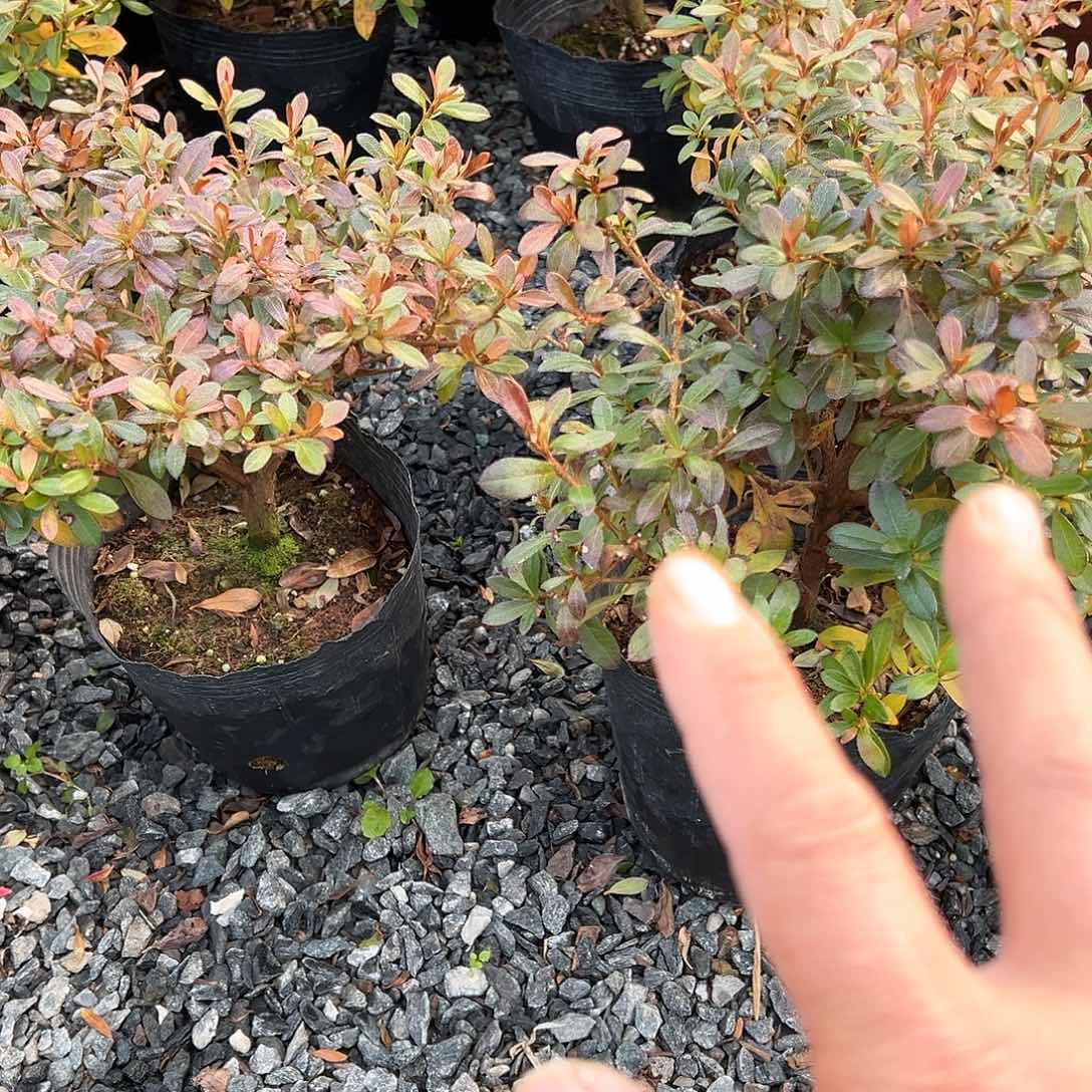 无花朵盆景皋月杜鹃若惠比须