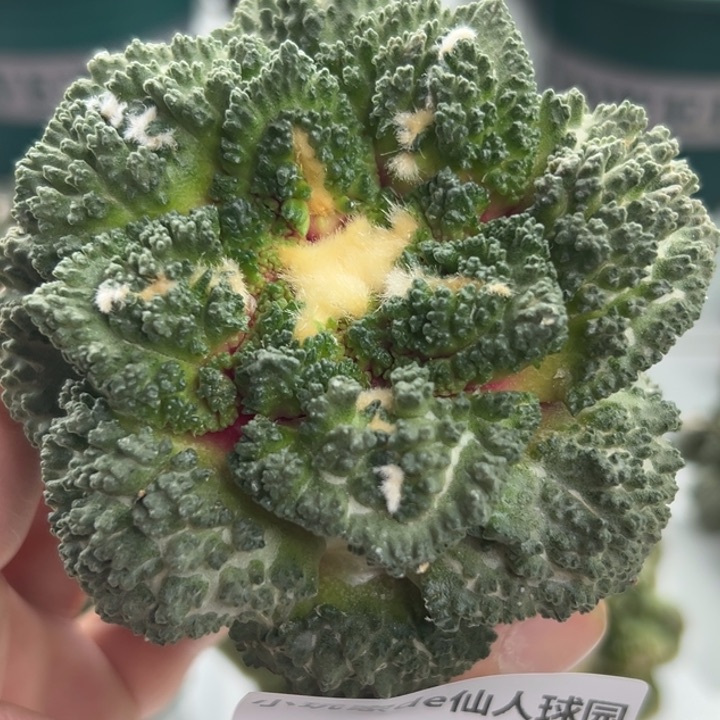 649可节后发货 可帮发根
