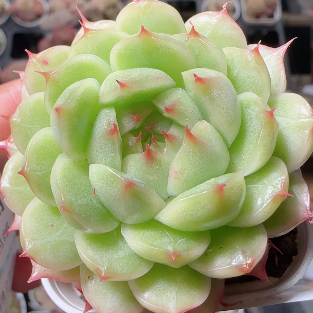 花语多肉1227-101海心