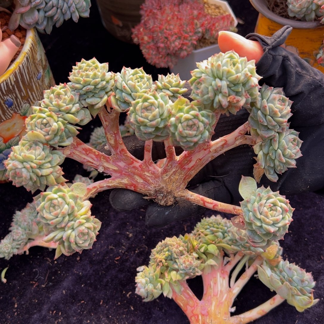 粉心冰魄缀16朵朵缀