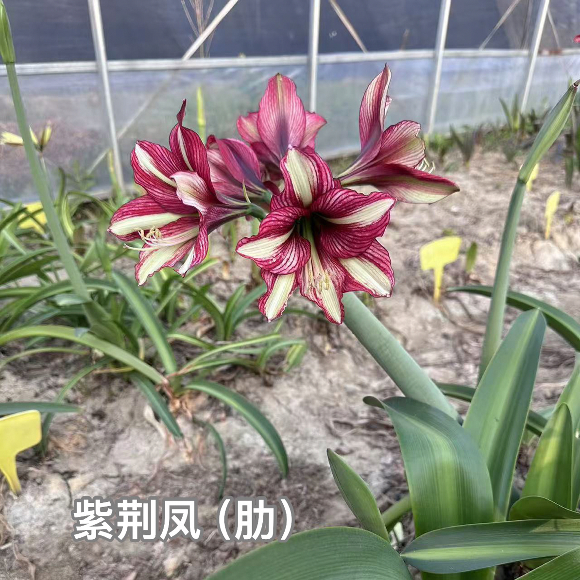 S孤挺花园 紫荆凤（肋）+迷幻之蝶（肋）老晨育种 组合 裸球
