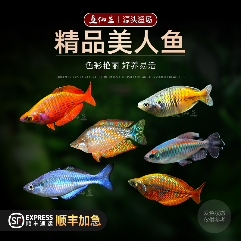 美人鱼观赏鱼石美人鸽子美人鱼蓝美人苹果电光美人球马克洛奇美人