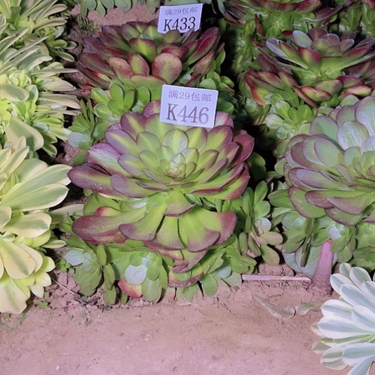 456抹茶多肉植物