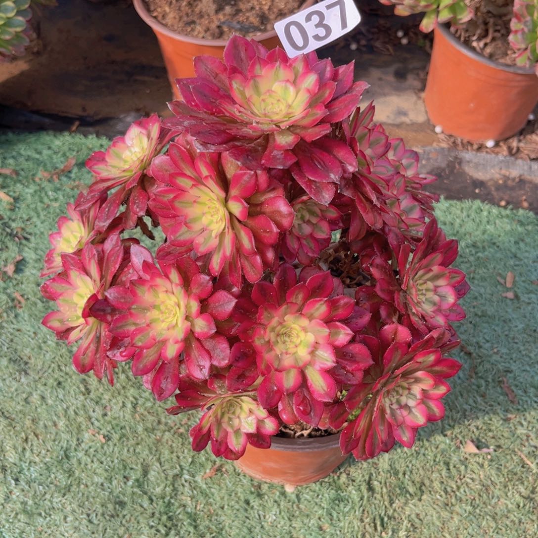 037红胭脂法师多肉植物