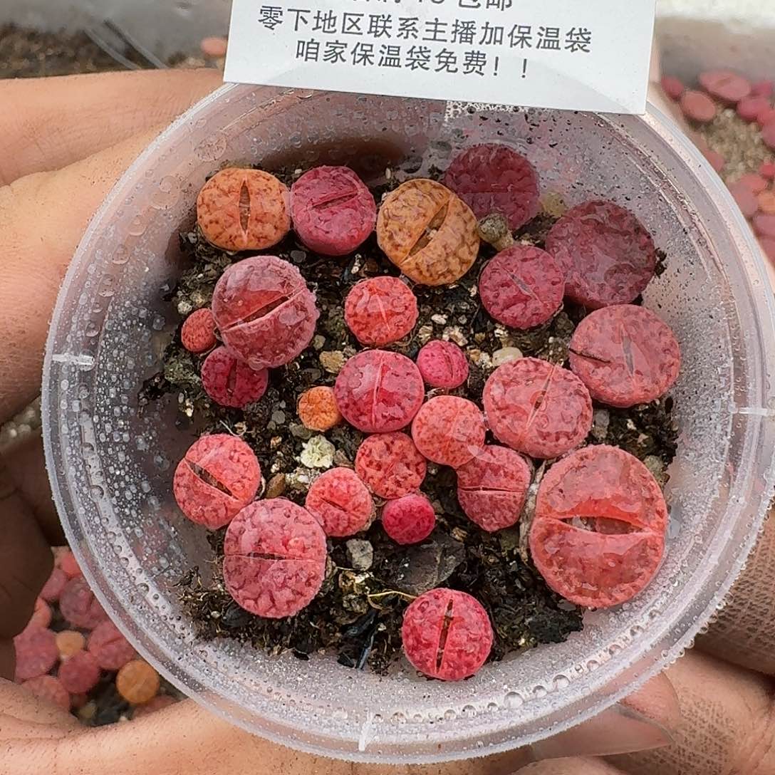 2899 哈哈哈哈哈哈哈哈