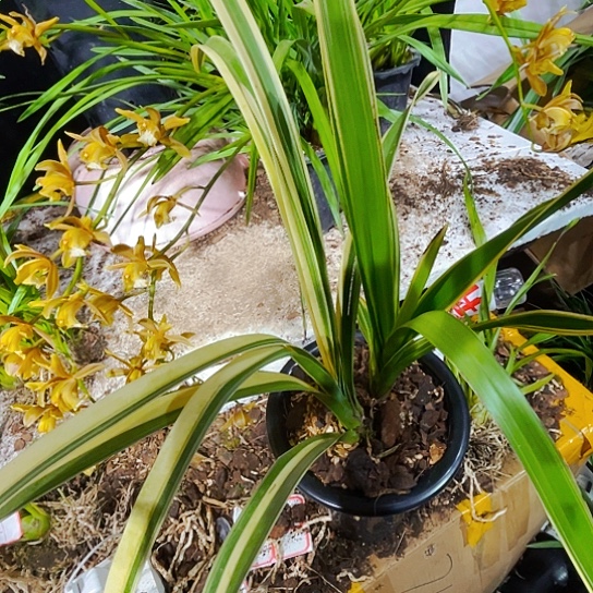 无花朵虎头兰艺虎头