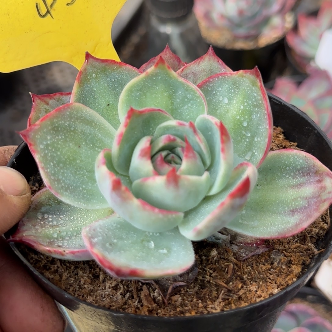 惊鸿一物一拍包装收缩花旱458