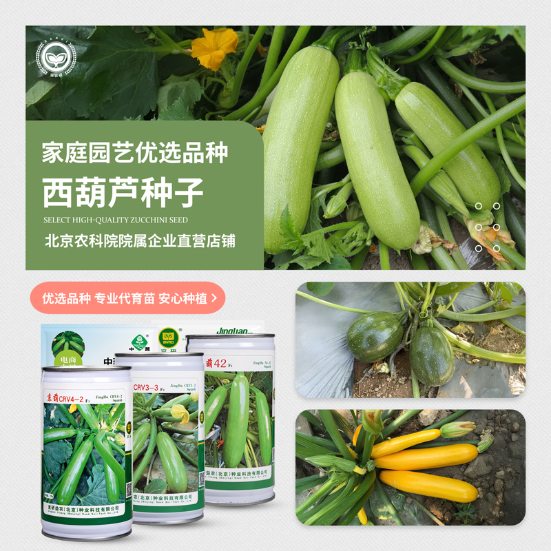 农科院西葫芦种子茭瓜球形奶油黄香蕉葫芦瓜观赏瓜盆栽蔬菜种籽孑