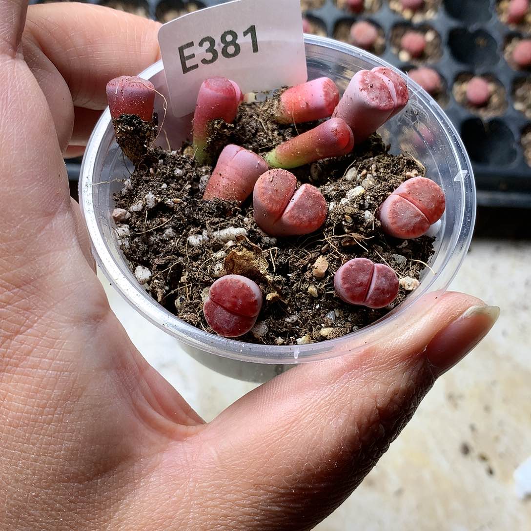 一*E381多肉植物保护研究所