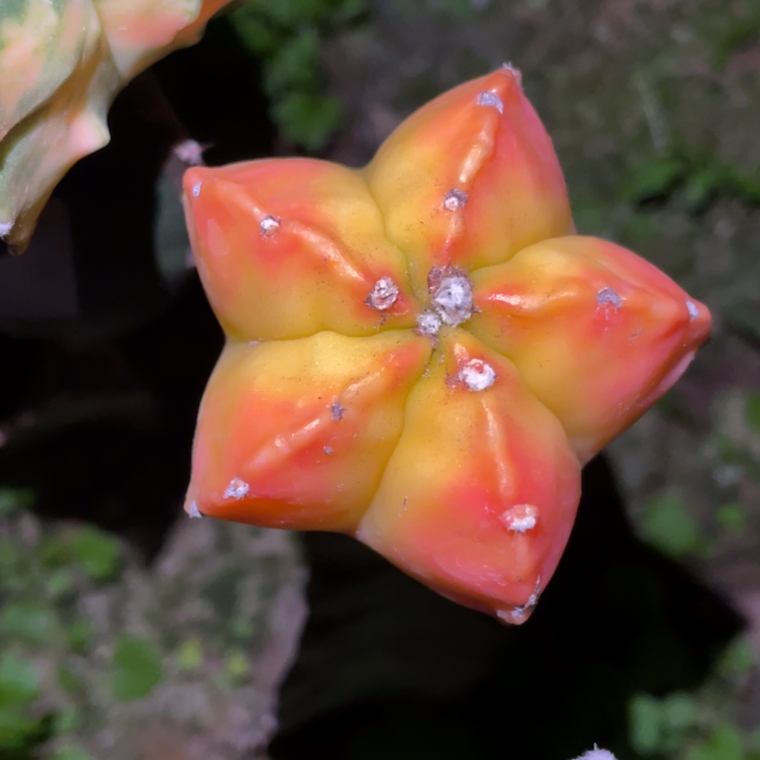 无花朵鸾凤玉锦 仙人球开花