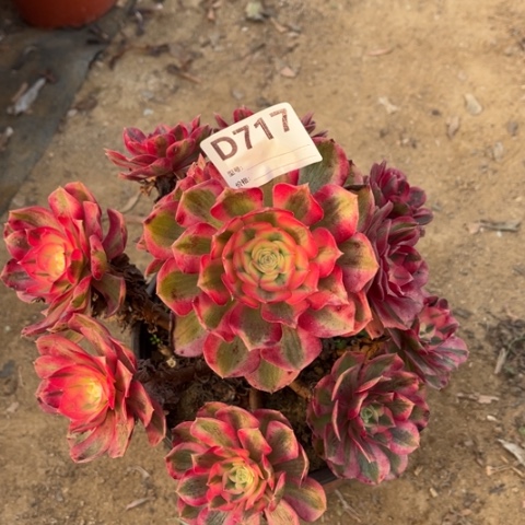 多肉植物倾成捧花