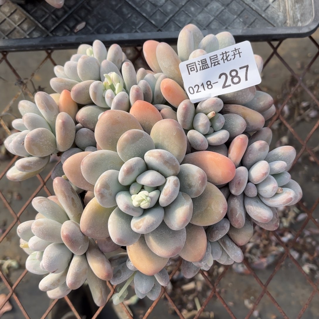 同温层多肉287香水