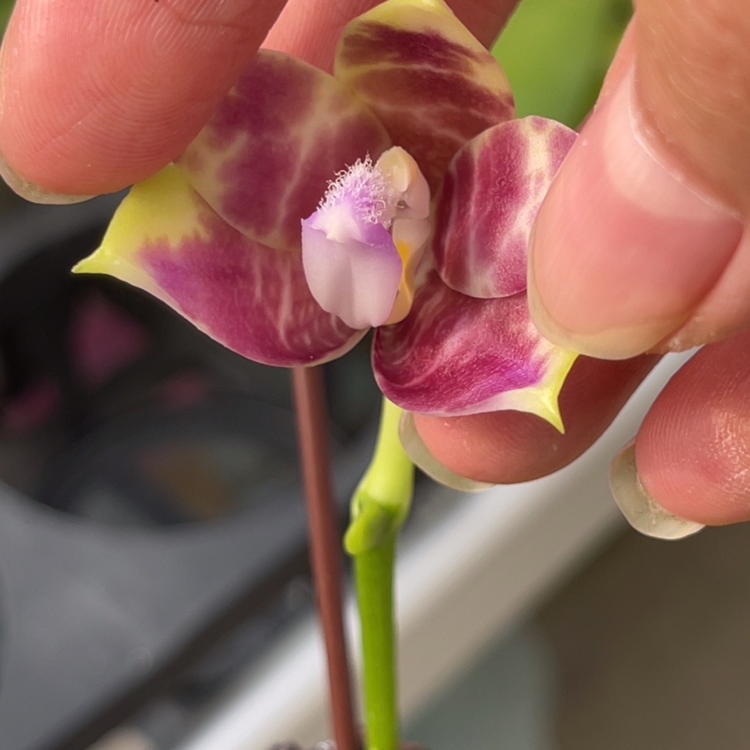 完全开放柳林3580-1376