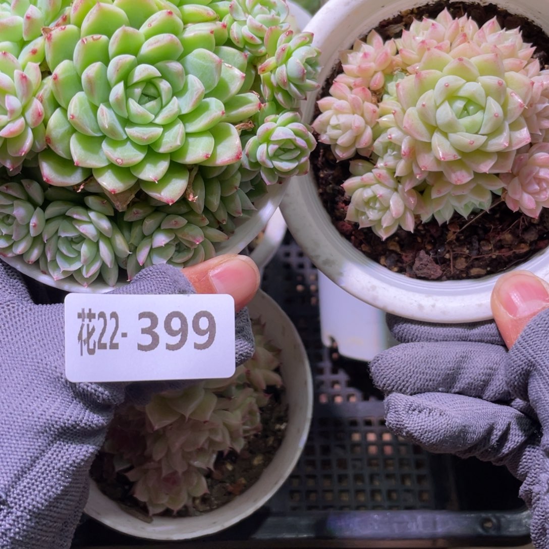 花利美22-399多肉2颗