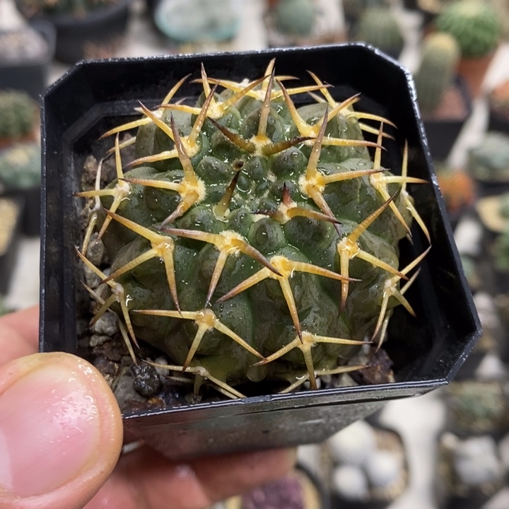 实生守殿玉特价福利