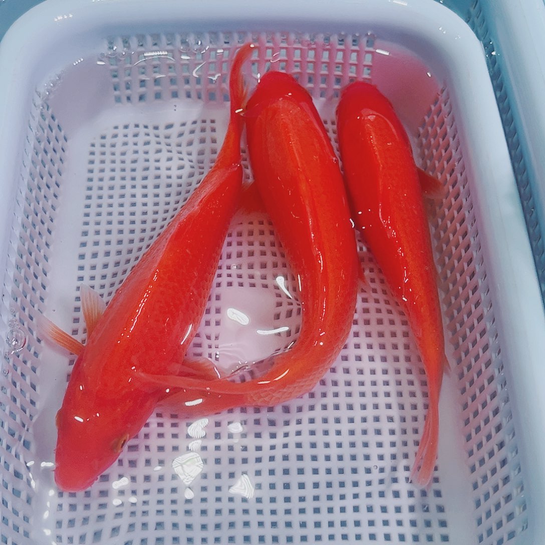 锦鲤锦鲤冷水鱼观赏