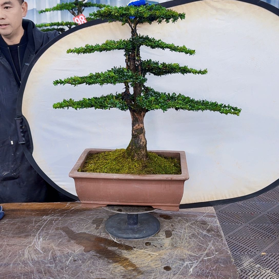 无花朵罗汉松一物一拍888