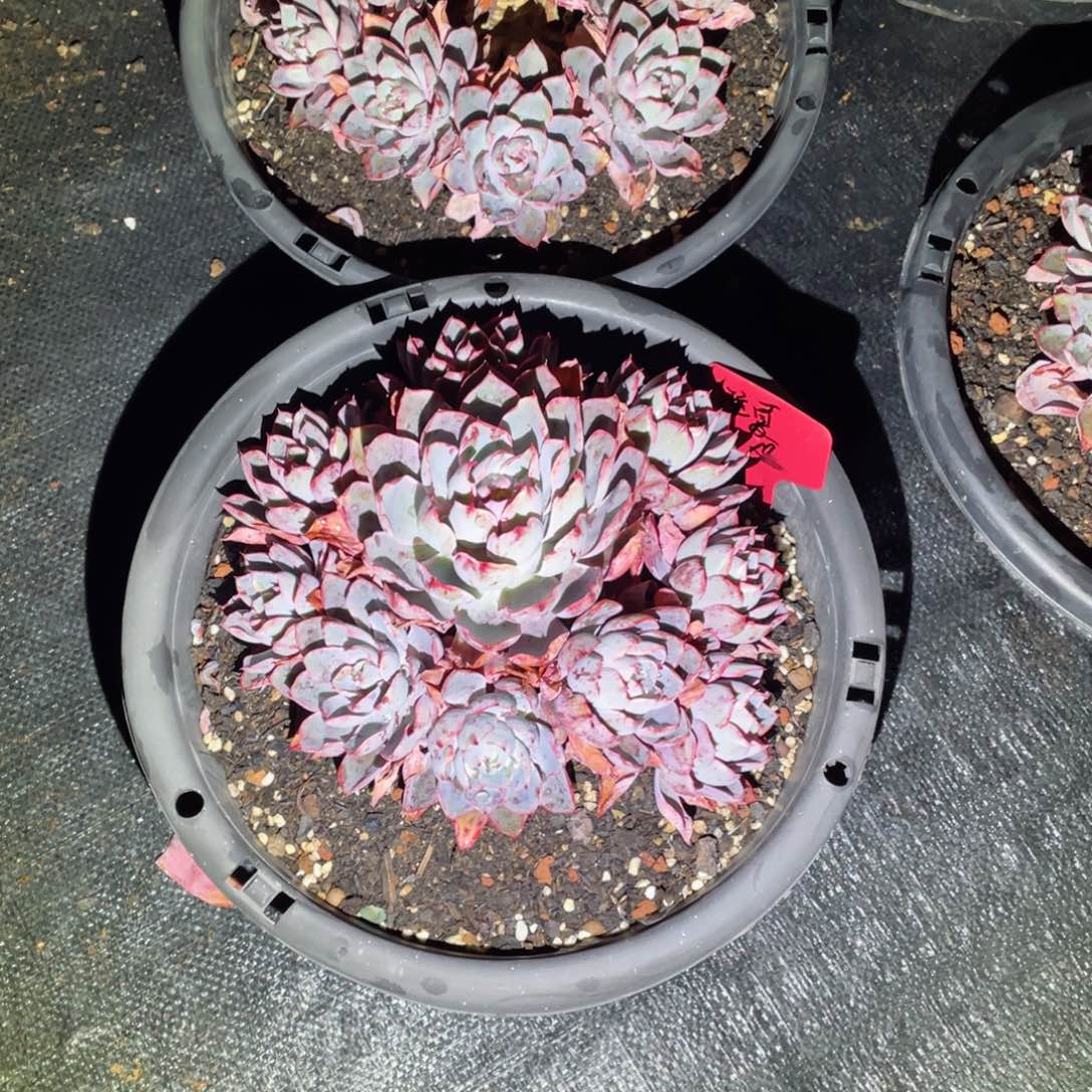 赫拉，周老太多肉，