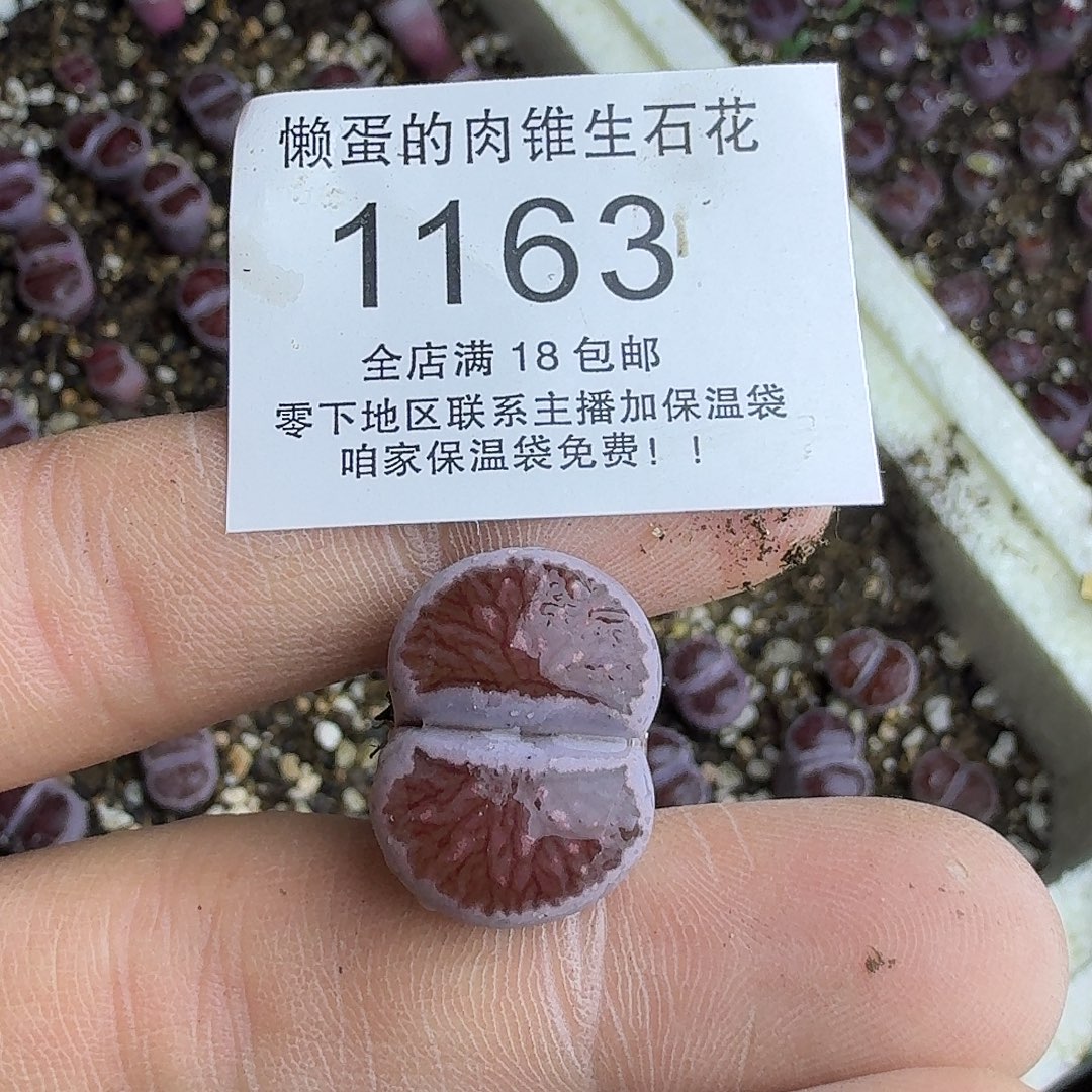 花***酱1163 哈哈哈哈哈哈哈哈哈哈哈