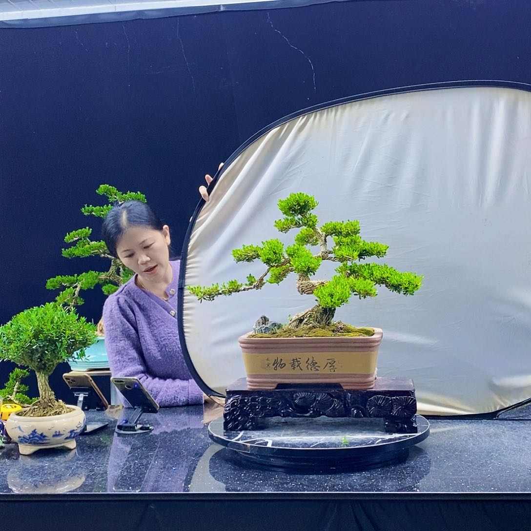 无花朵黄杨盆景造型