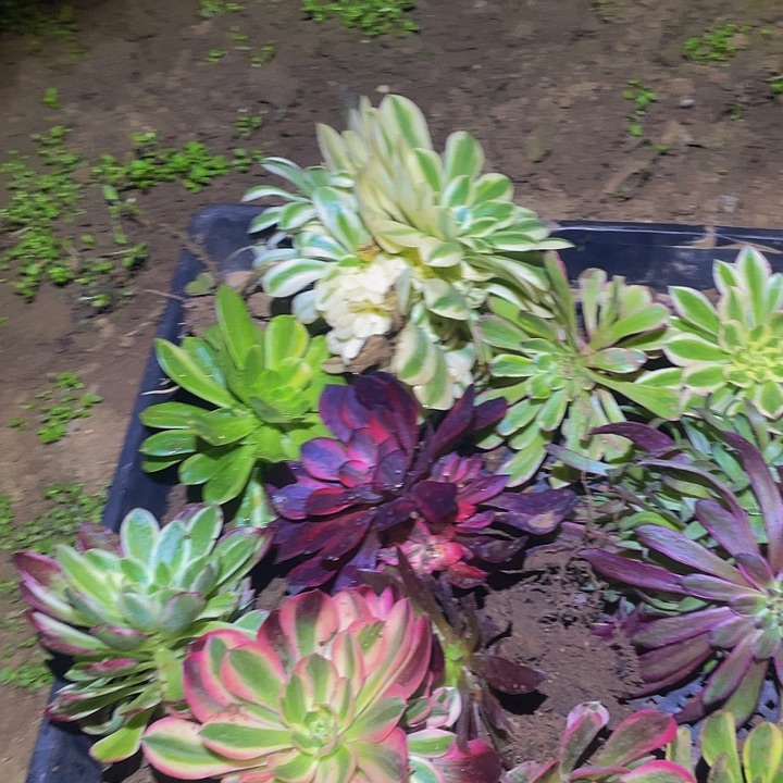 福利套餐985多肉植物